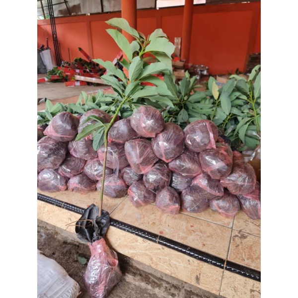 bibit alpukat lokal batang besar siap berbuah