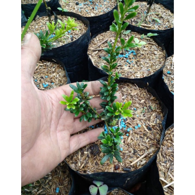 Lohansung Mutiara Original