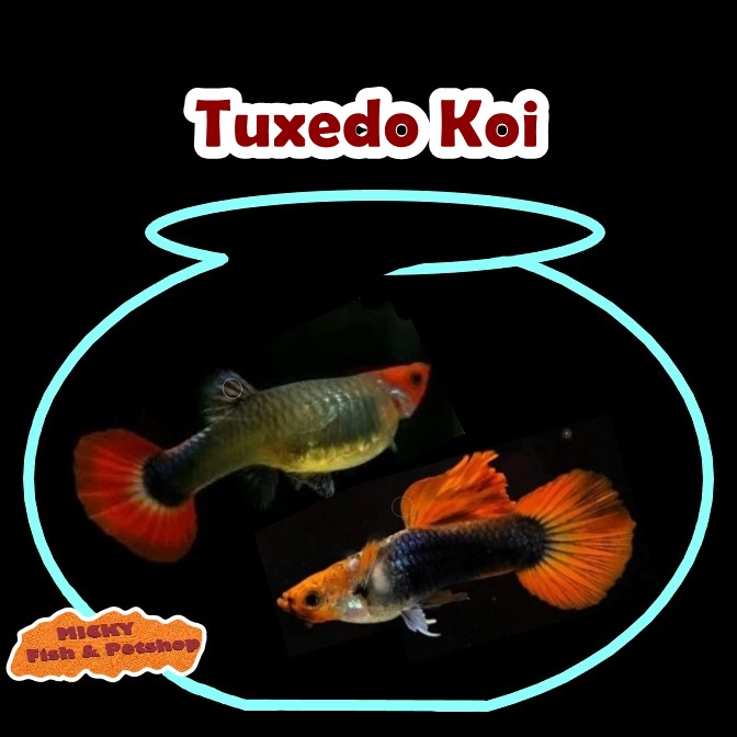 SEPASANG Guppy Tuxedo Koi Grade Indukan