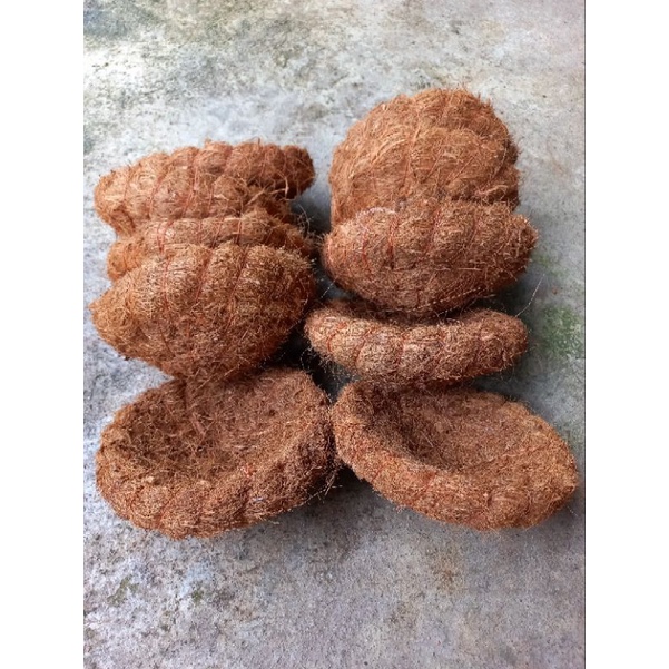 Sarang Burung Perkutut