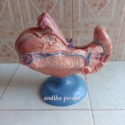

lambung alat peraga pendidikan model torso lambung