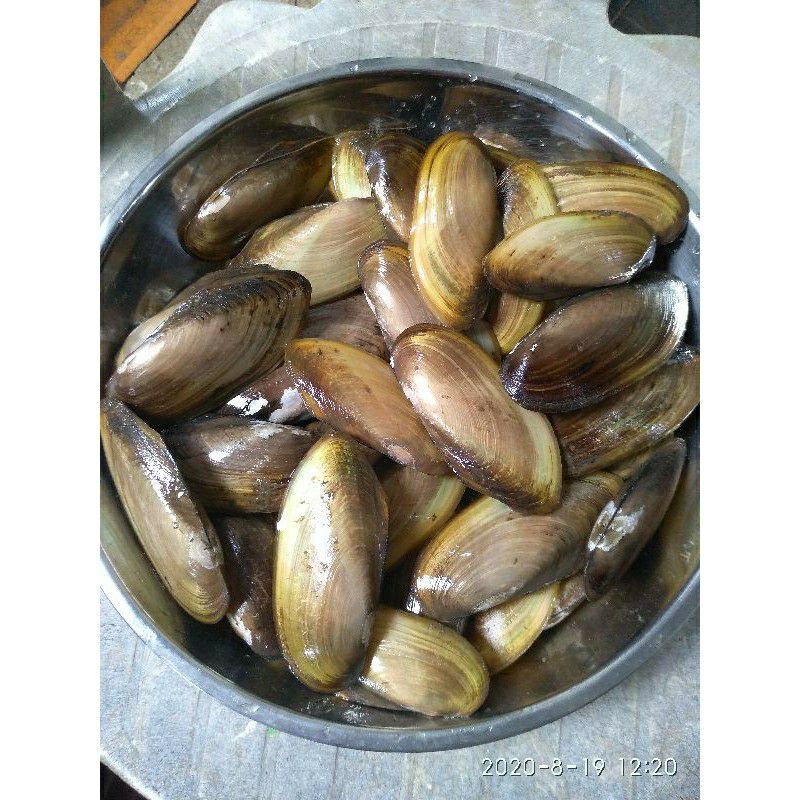 kijing kerang air tawar  isi 3 kijing  jenis random