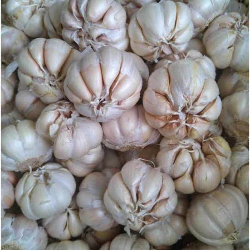 Bawang putih honan bawang putih banci 1KG