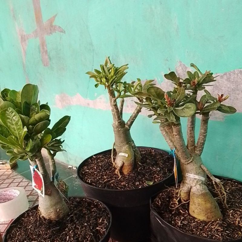 bunga bonsai adenium