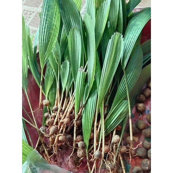 anakan palem licuala mafu hijau