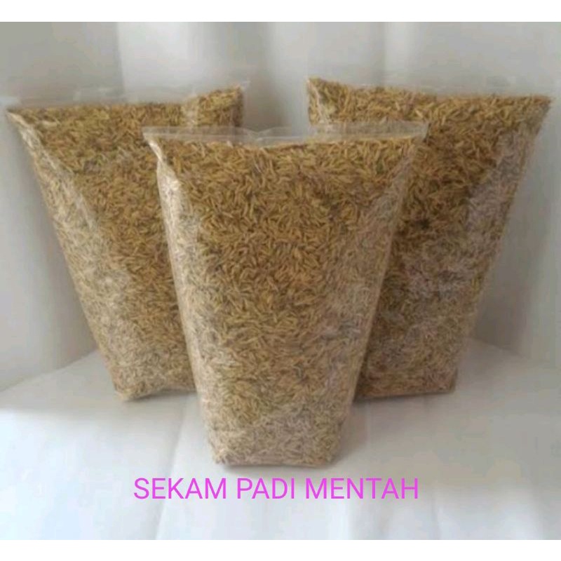 SEKAM PADI MENTAH UNTUK MENYUBURKAN TANAMAN