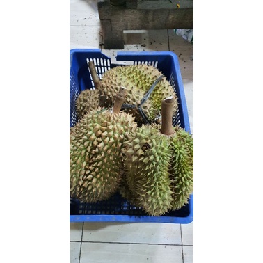 

Buah Segar