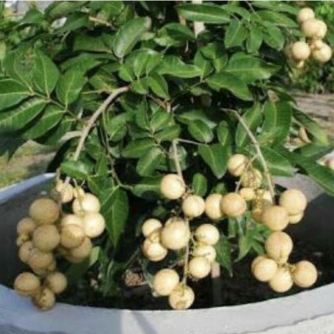 Pohon buah Kelengkeng Aroma Durian // sudah berbuah
