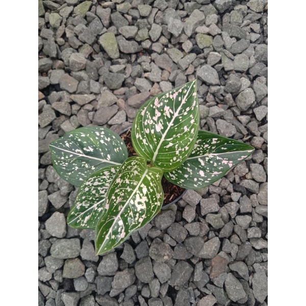 Aglonema Siti Nurhaliza