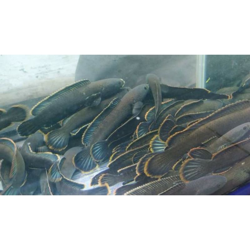 Chana Limbata rim tebal 14-17cm (Promo Beli 1 Gratis 1)-3