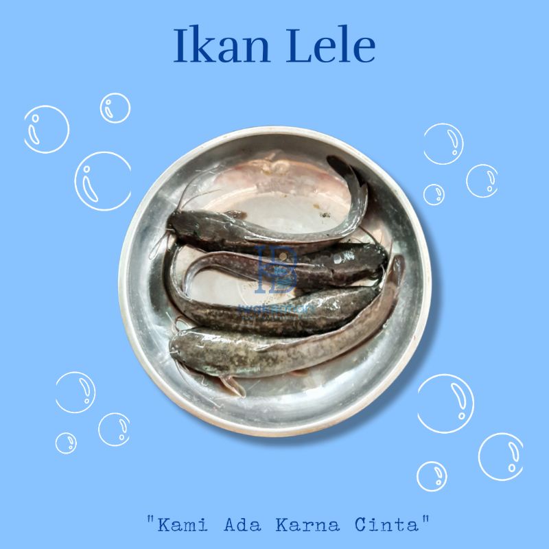 

Ikan Lele Segar