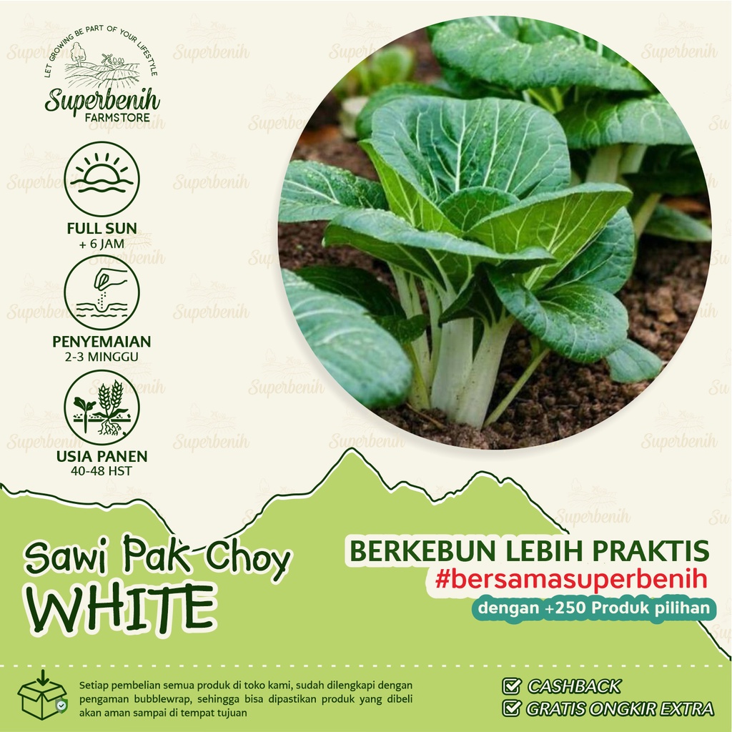 100 Biji - Benih Sawi PAK CHOY PUTIH, tangkai daun warna putih