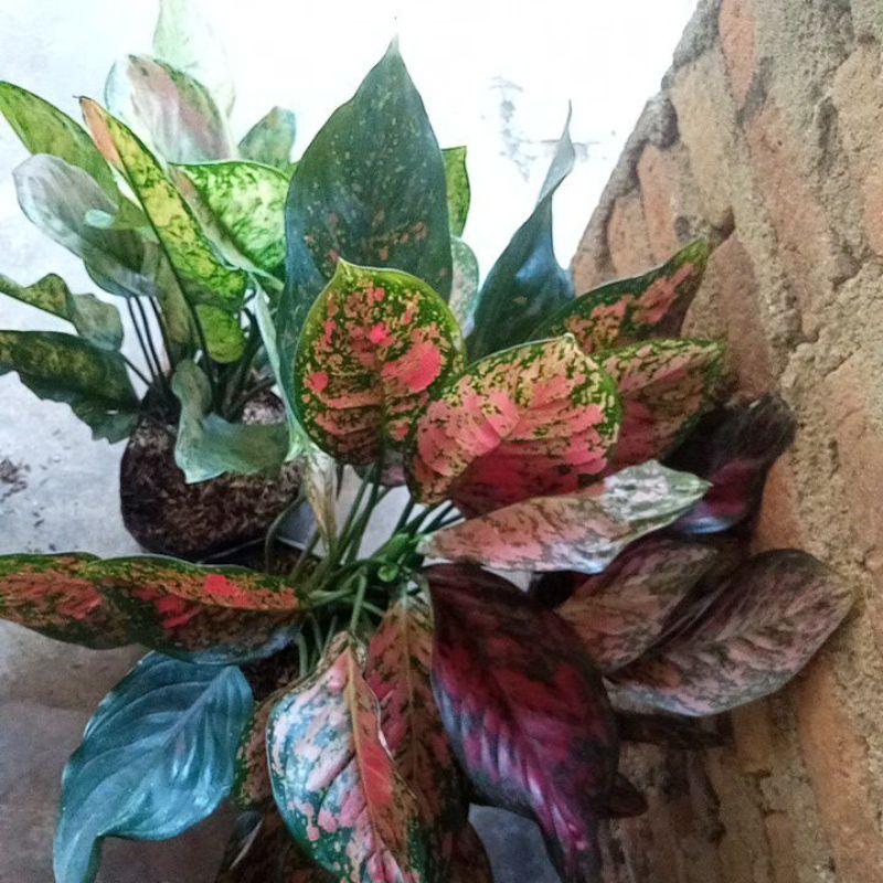 rumpunan aglonema
