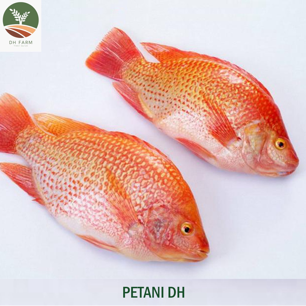 

Ikan Nila / Mujair segar Konsumsi Kota Bandung Petani Box
