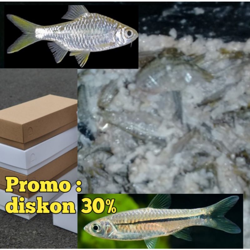 

Ikan pekasam atau rusip enak sedap bisa cod