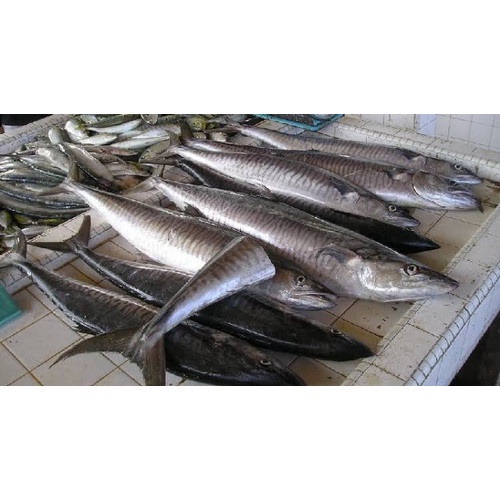 

Ikan Segar Tenggiri per ekor Fresh