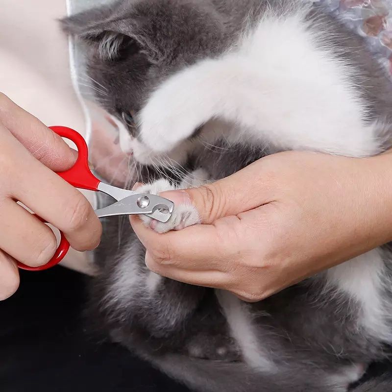 Gunting Kuku Kucing Anjing Import Murah