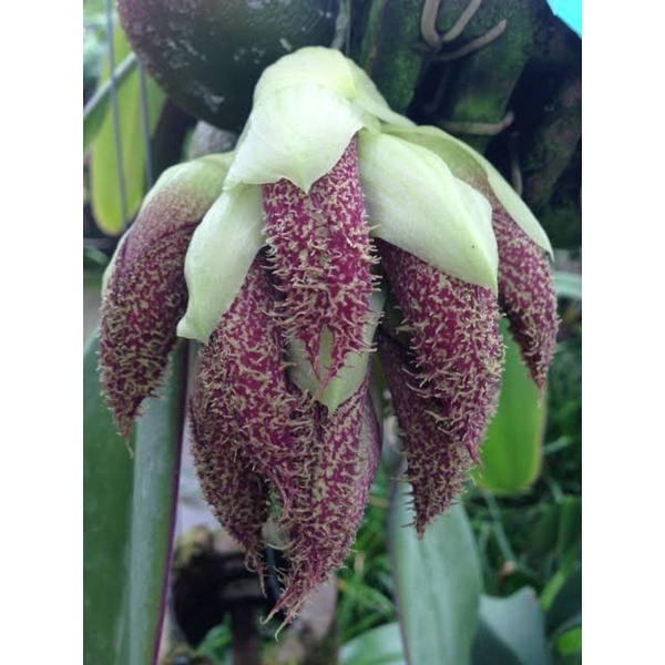 Anggrek Dasi papua | bulbophyllum phalaenopsis ekonomis