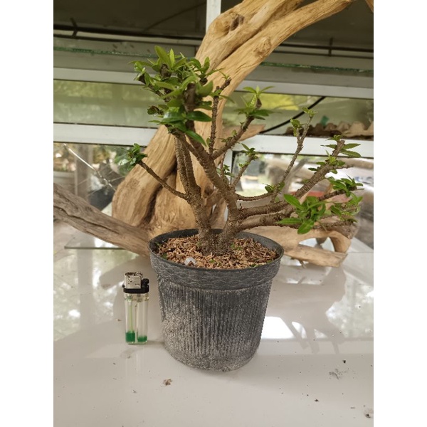 Bahan Bonsai Asoka Mame