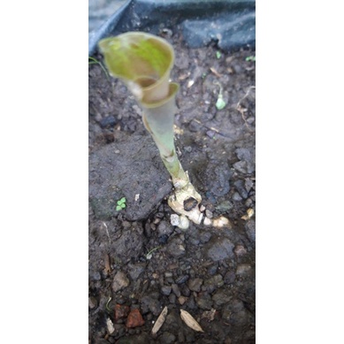 kencur hitam umbi hitam