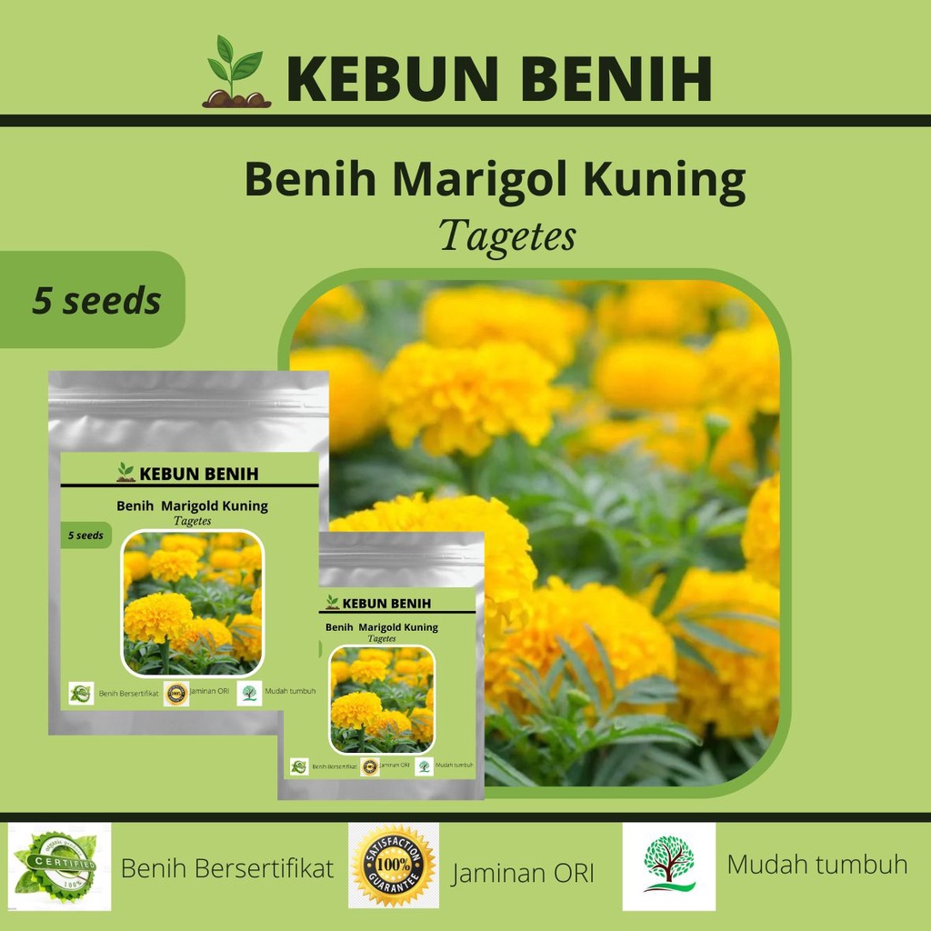 Benih Tanaman Marigold Kualitas Unggul