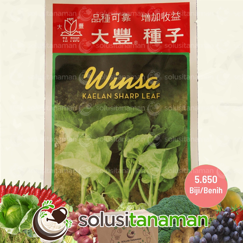 Terlaris Benih Kailan Chinese Kale Winsa Sharp Leaf 20gr (5.650 Biji) Bibit Kailan Winsa Benih
