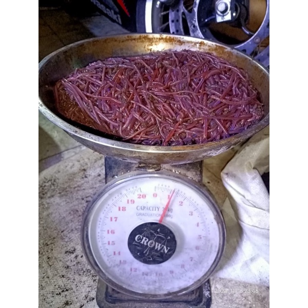 cacing tanah 1kg