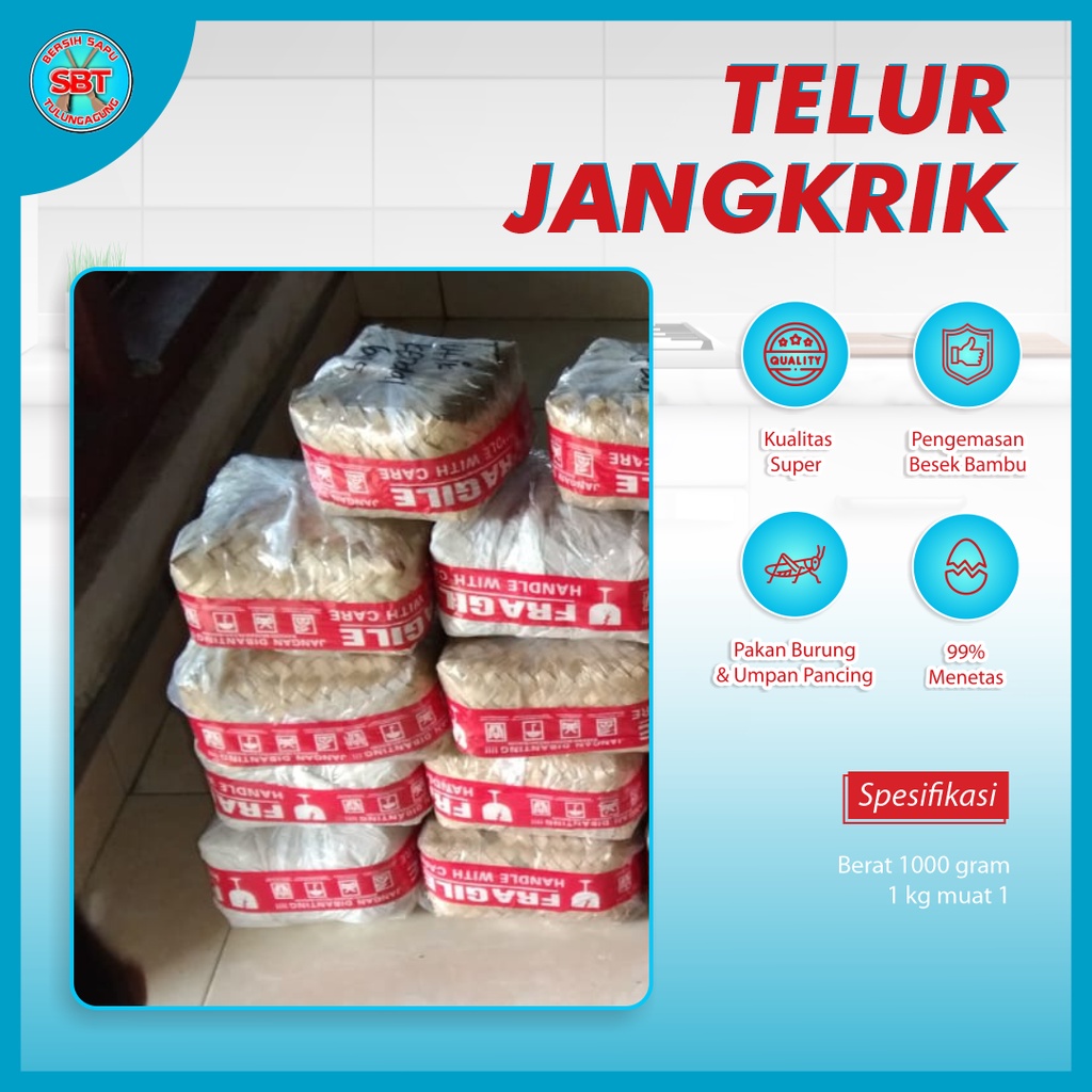 Jual Telur Jangkrik Telur Jangkrik Alam Bibit Jangkrik Telor Jangkrik