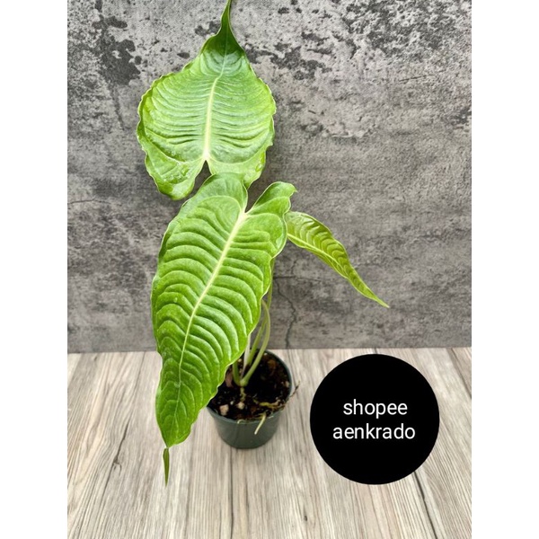 Anthuriums_veitchii_original_items