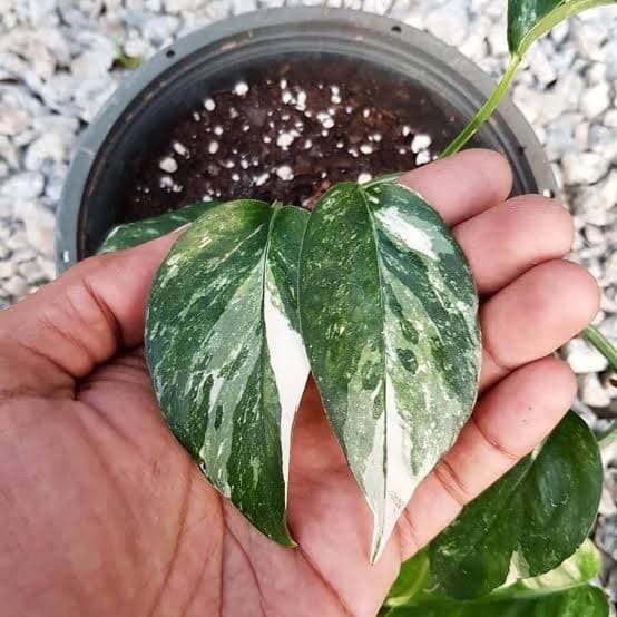Tanaman hias epipremnum pinatum variegata - monstera ekor naga vargata EE11