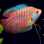 Ikan Hias Dwarf Gourami Sepat Rails