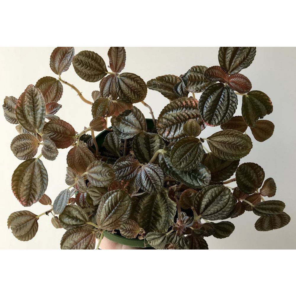 Tanaman Pilea norfolk terrarium paludarium vivarium hiasan pilea