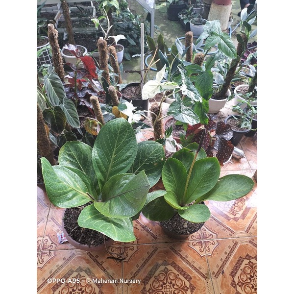 2 calon induk jemani mangkok super bowl