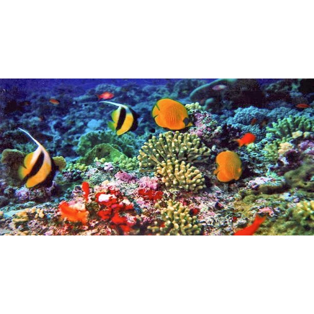 Batu karang laut buatan, batu karang laut tiruan, ornamen batu karang laut, dekorasi aquarium batu k
