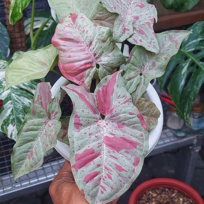 singonium milk confetti