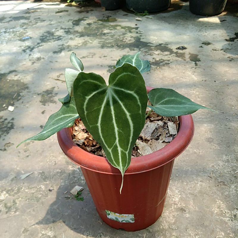 anthurium king clarinervium