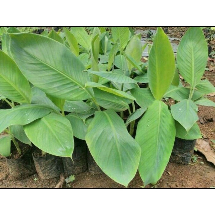 PROMO  BIBIT POHON PISANG CAVENDISH BELI 5 GRATIS 1 FF11