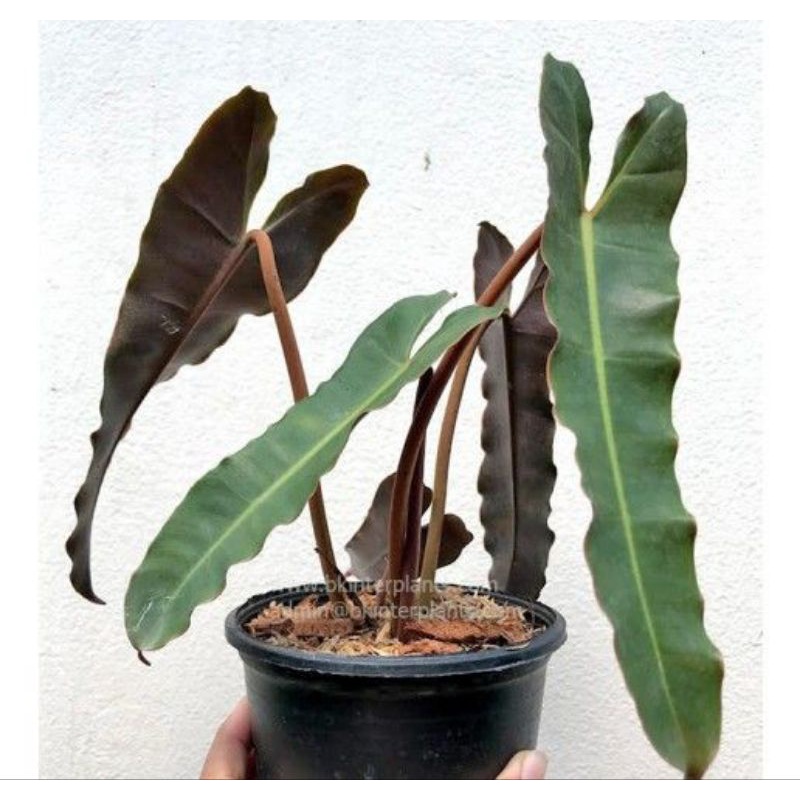 philodendron x atabapoense