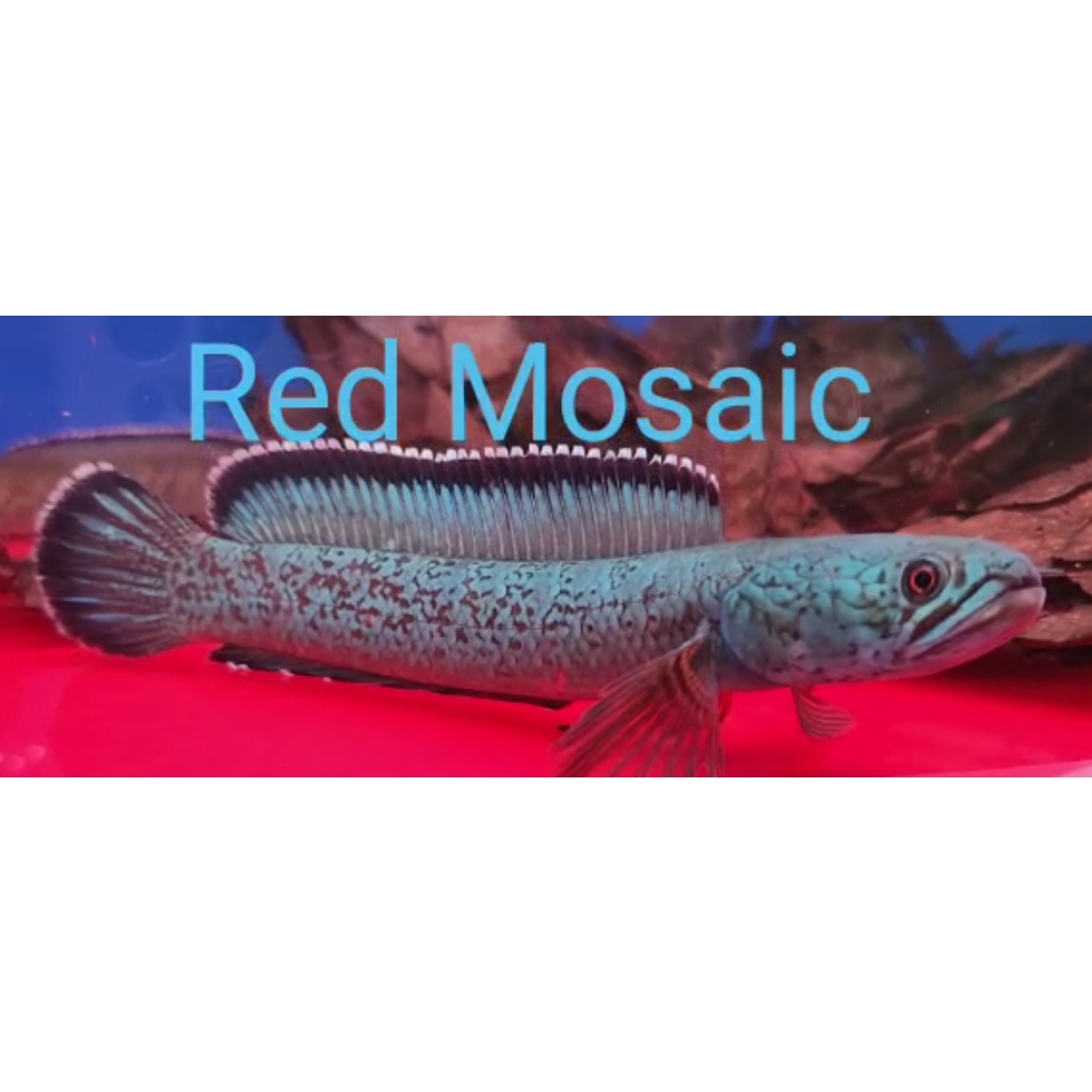 CHANNA RED MOSAIC ARISTONEI COLD WATER DWARF CHANA WILD CAUGHT WC