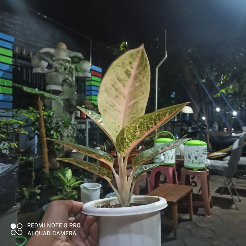 Aglonema HarleyQueen