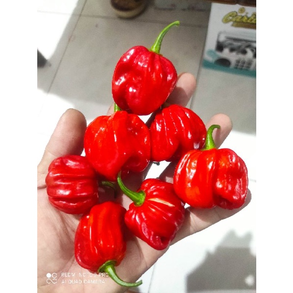 1 Biji / Benih Cabe Scotch Bonnet cabe Terpedaa