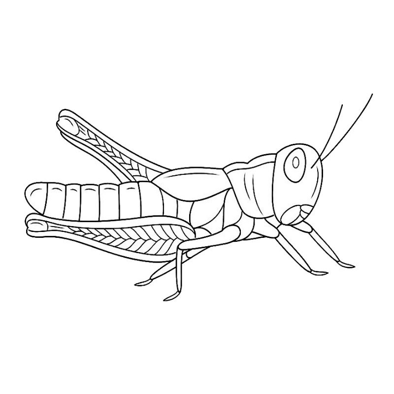 

Buku / lembar kertas mewarnai gambar belalang