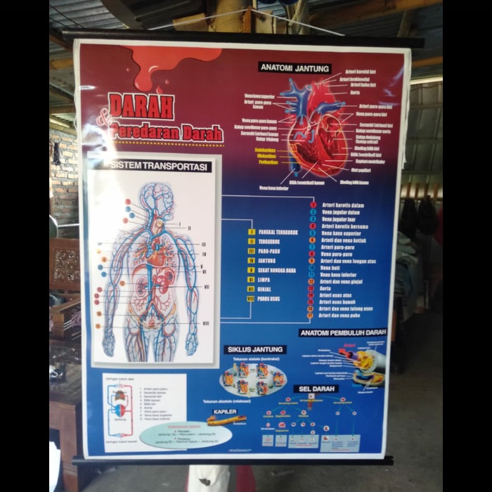 POSTER ANATOMI MANUSIA DAN ALAT ALAT TUBUH / GAMBAR DINDING