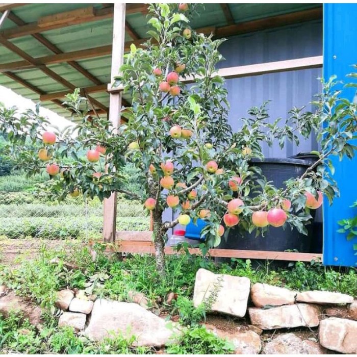 bibit/pohon apel Fuji cangkok EE11