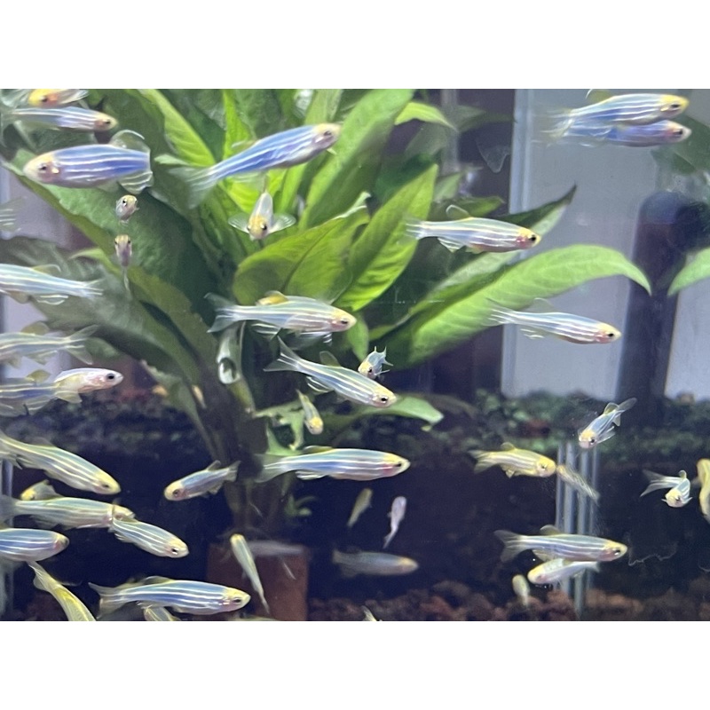 

Blue Danio