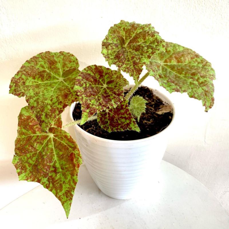 Bunga Begonia MARMADUKE - Tanaman Hias Begonia Marmaduke