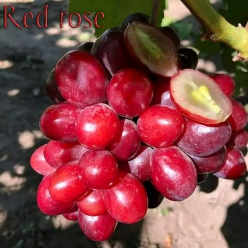 OWNROOT / STEK ANGGUR RED ROSE MURAH MERIA VALID