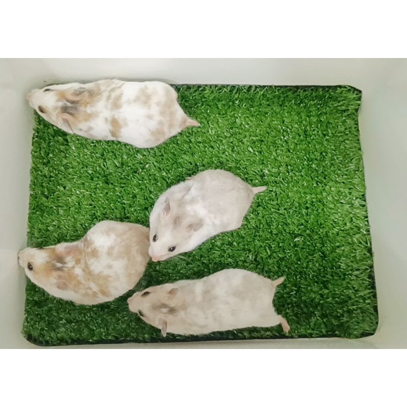 Hamster Syrian Short Hair Domspot (KHUSUS AREA SEMARANG GRAB EXPRESS/INSTANT)