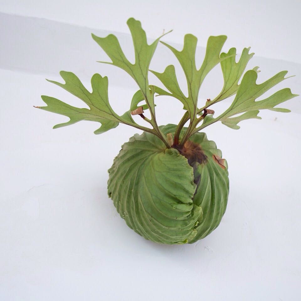 Platycerium Ridleyii