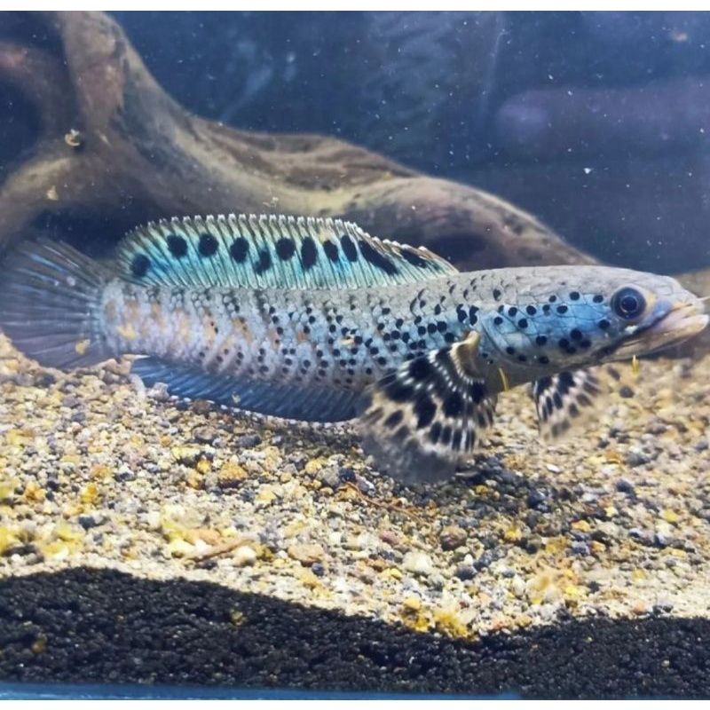 Orna YL original, DOT Brontok Single tank. 6-7cm